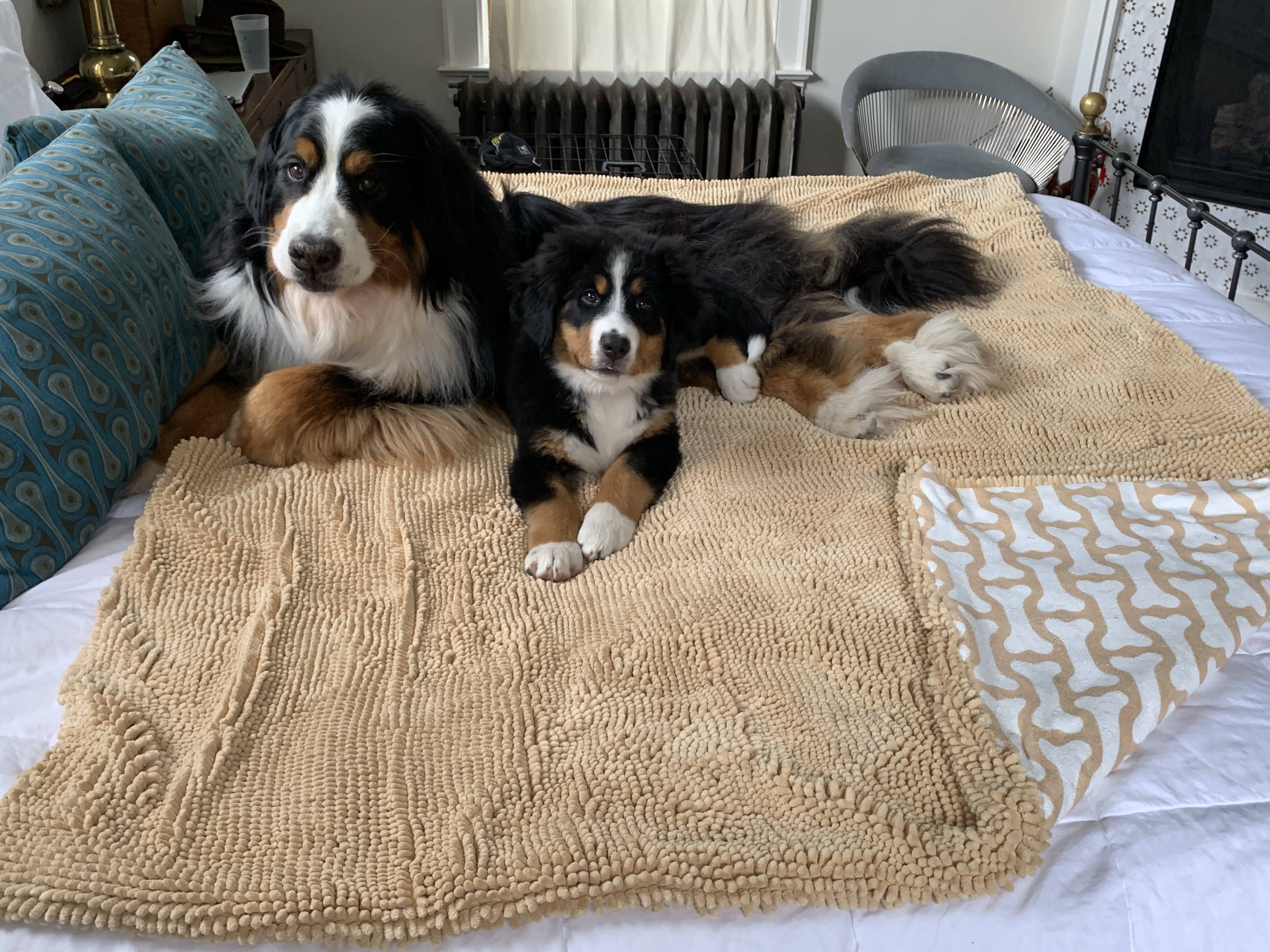 Soggy Doggy Sofa Snuggler Blanket: Beige / Large 48x56"